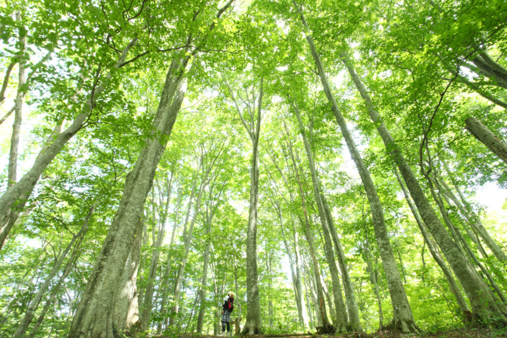 1008_白神の森 遊山道